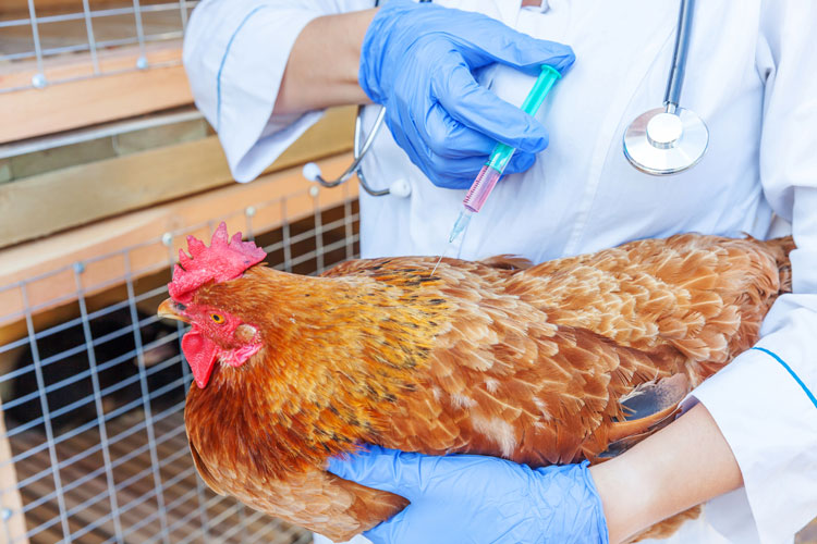 vaccinations have improved animal health