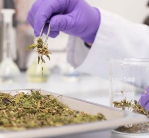 Cannabinoid content testing