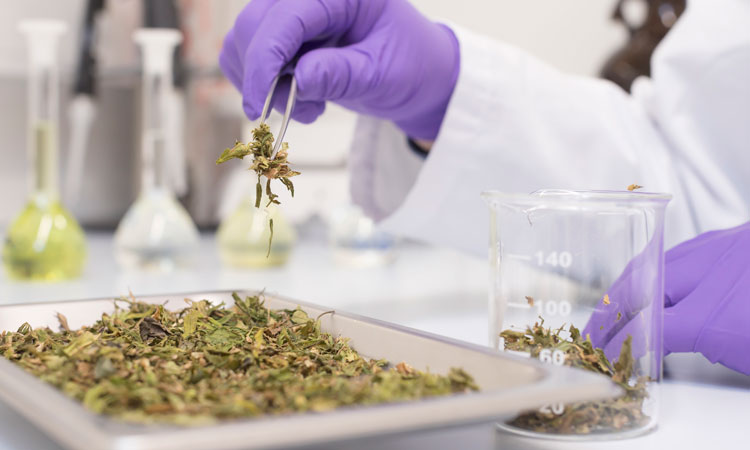 Cannabinoid content testing