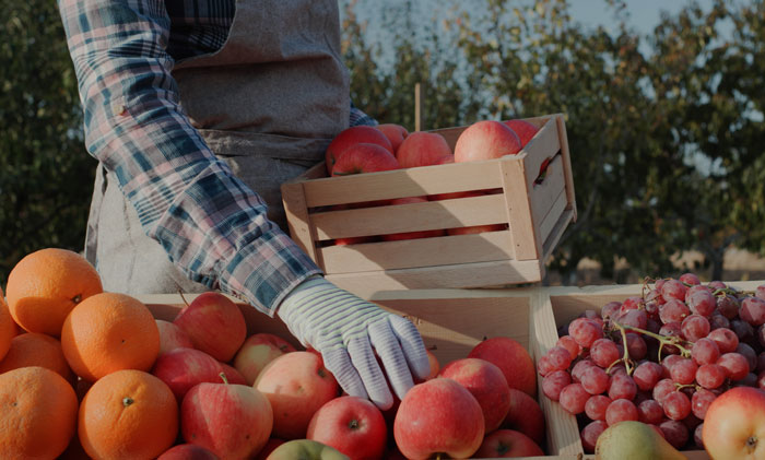 fresh apples at NCGM