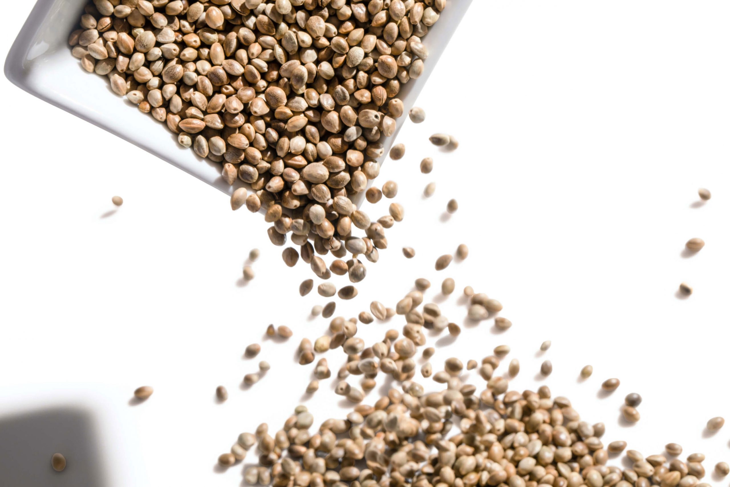 hemp seeds