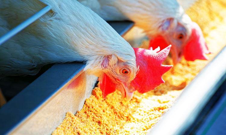 low-carbon feed for poultry