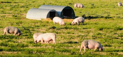 pig farm