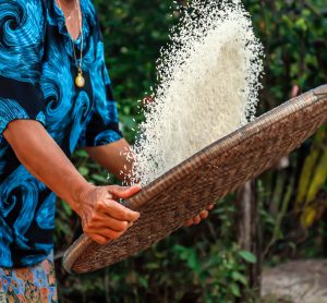 rice production