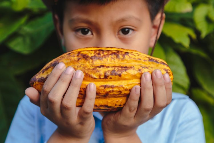 cocoa farmers